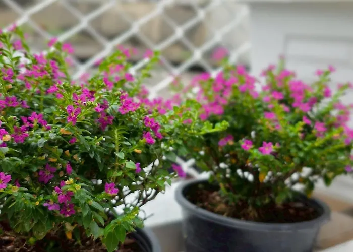 Nan Square Ii
